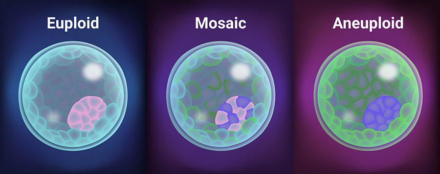 Illustration showing embryo genetic types – Euploid, Mosaic, and Aneuploid for Preimplantation Genetic Testing (PGT).
