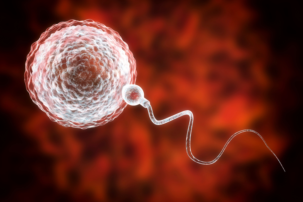 Sperm fertilizing egg – symbol of successful conception after Surgical Sperm Retrieval (SSR)